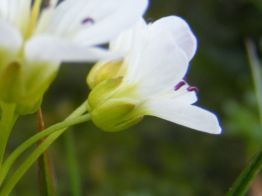 Cardamine amara / Billeri amaro